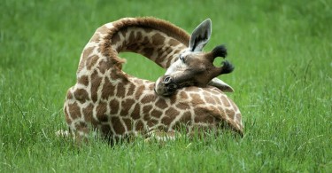 Cum doarme o girafă