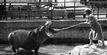 curatarea-dintilor-hipopotam-moscova-1944