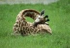 Cum doarme o girafă